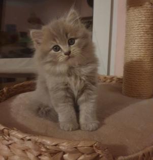 Edelmixkitten Katerchen 14. 01. 23