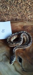 Mehrere Königspythons Regius abzugeben in Soest/Nrw