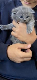 Bkh Kitten 2 Kater