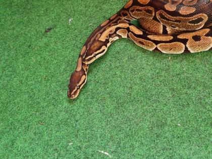 Drei Königspythons abzugeben