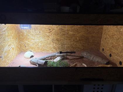 Leopard geckos mit terrarium und zubehör