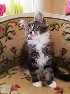 Maine Coon Kittenmädchen mit Stammbaum abgabebereit