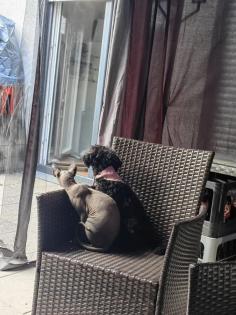 Canadian Sphynx Katzen und Kater