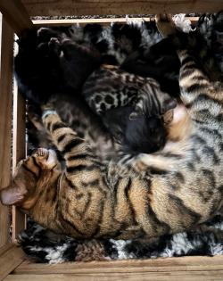 Bengalen aus liebevoller Zucht mit TICA-Stammbaum melanistic und brown spotted