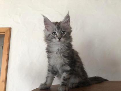 Reinrassige Maine Coon Kitten mit Stammbaum sind auf der Suche.