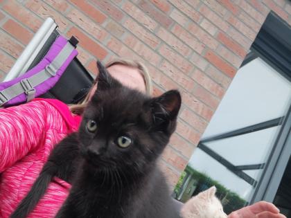 BKH Mix Kitten Katzenbabys