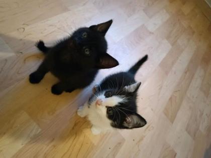 Katzen abzugeben zusammen