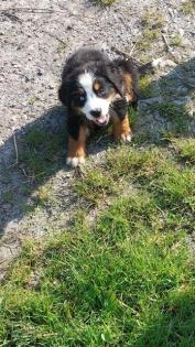Berner Sennenhund Welpen