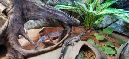 Terrarium mit Unterschrank und 3 leopardgeckos