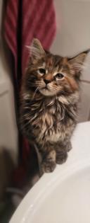 2 Main Coon Kitten abzugeben