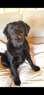 Verkaufe schöne Labrador Welpen
