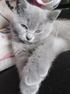 BKH KITTE Britisch Kurzhaar KATZENBABY