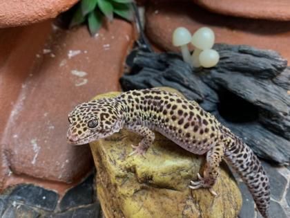 Leopardgeckos suchen neues zu Hause
