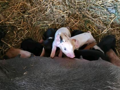 Sattelschwein ferkel