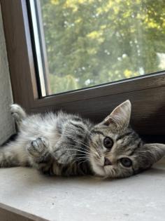 British Shorthair Bengal Mix