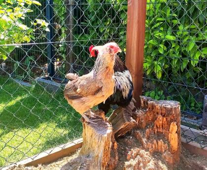 Keine Bruteier Araucana reinrassig Grünleger Blauleger
