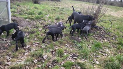 Saupackerwelpen Doggenmix Cane Corso Italiano