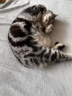 Edda, 13 Jahre alt, ist nur die Wohnung gewohnt
