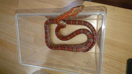 Drei Kornnattern mit Terrarium und Zubehör