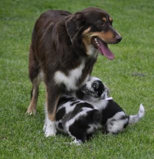 Australian Shepherd Welpen suchen ein liebevolles Zuhause