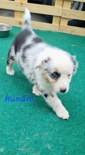 Australian shepherd welpen