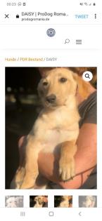 Tolle Welpen, Junghunde Hundesenioren