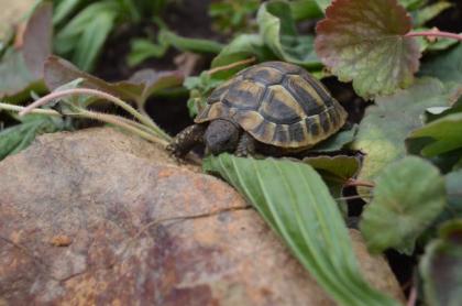Griechischer Landschildkröten Nachzucht aus 2021 CITES-Zertifikat