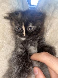 Zwei Perser Kitten suchen ein liebevolles Zuhause