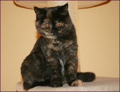 BKH Girl black-tortie