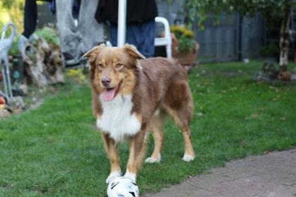 Australian Shepherd Welpen