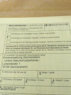 Nachzucht THH 2022 zu verkaufen