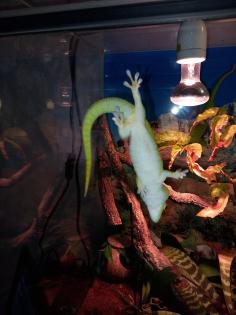 Terrarium incl. 2 Phelsumen Madagaskar Taggecko