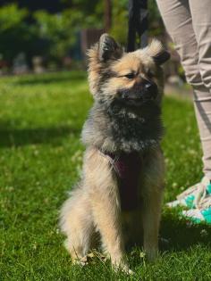 Süßer spitz