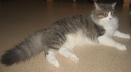 Deckkater