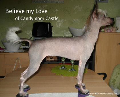 Chinese Crested Hairless Hündin sucht neues zu Hause