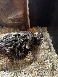 2 Kornnattern Braun/Grau Hellorange inkl. Terrarium