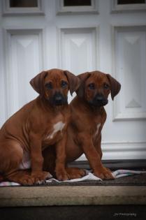 Noch 2 Rüden und 1 Hündin frei Wunderschöne red wheaten Rhodesian Ridgeback Welpen
