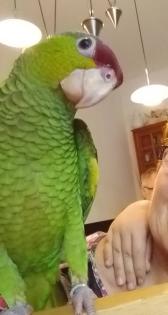 GEBE AB Superzahme Nachzucht Blaukappen Amazone männlich