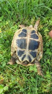 Griechische Landschildkröten