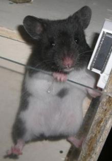 Pandahamster Goldhamster 7 Wochen aus seriöser Hobbyzucht abzugeben