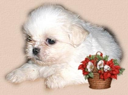 Shih tzu-shih tzu-shihtzu