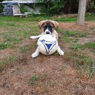 Kaukasischer Owtscharka / Schäferhund Welpe