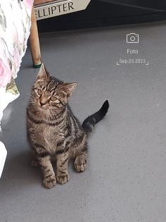 Liebevolles junge Kätzchen und Katerchen