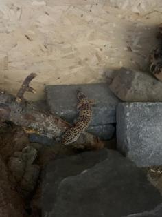 Leopardgecko Weibchen