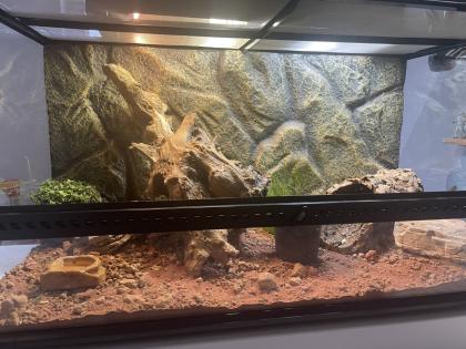 Exo Terra Terrarium Komplett ausgestattet