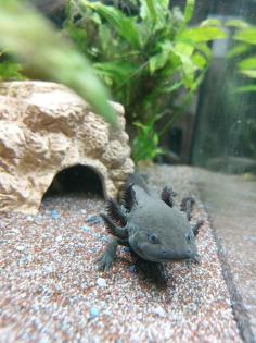Axolotl Wildlinge ca. 10 Monate alt