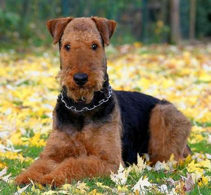 Airedale Terrier Welpen VDH/KfT mit Ahnentafel