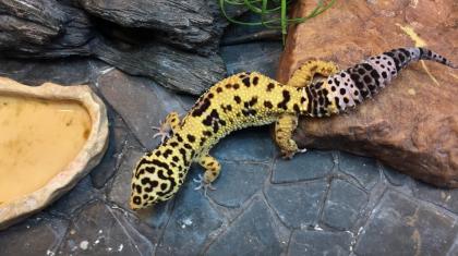 Leopardgeckos suchen neues zu Hause