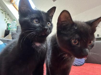 BKH/EKH Mix Kitten suchen ein zuhause