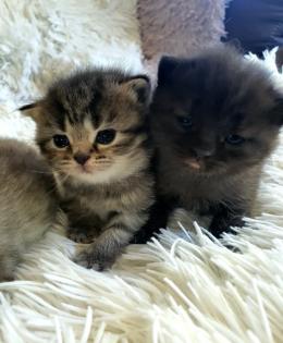 Süsse reinrassige Bkh Kitten